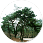 Pine tree image