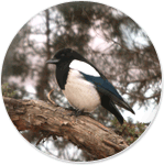 Korean Magpie image