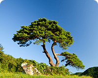 강북구 구나무/소나무(Pine Tree) 이미지