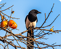 강북구 구새/까치(Magpie) 이미지